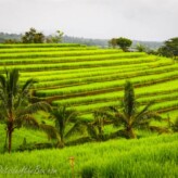 The Rice Terraces of Bali