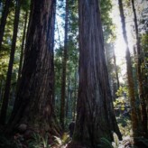 Visiting the California Redwoods and Oregon Beach